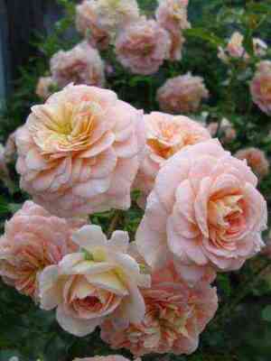 koncertto.jpg Концерто 94 (Concerto 94)