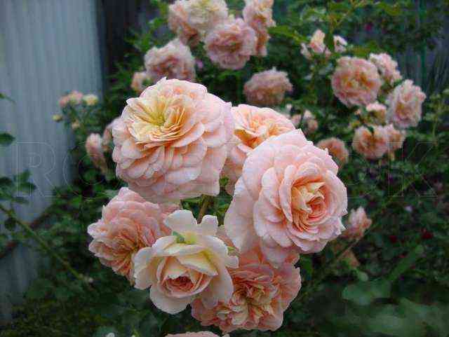 Концерто 94 (Concerto 94)