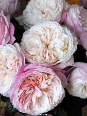 Констанция (Constance)