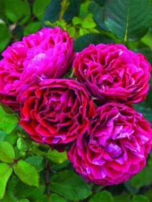 Константина Фреска (Konstantina Freska)