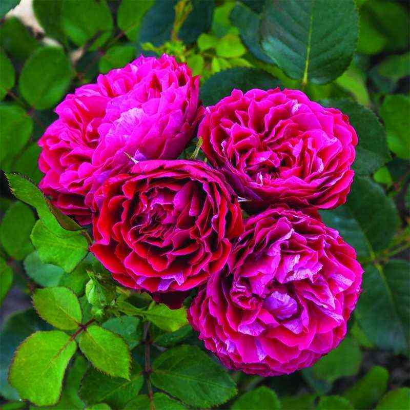 konstantina_freska.jpg Константина Фреска (Konstantina Freska)