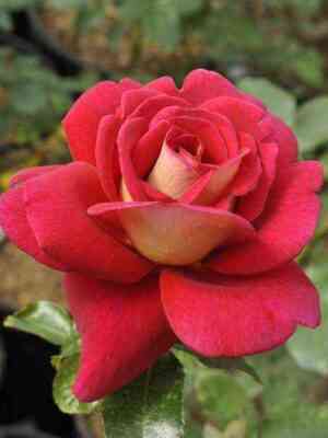 Копакабана (Copacabana)