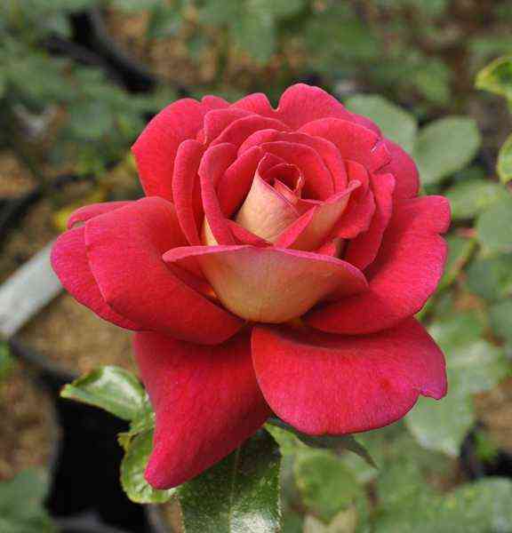 kopakabana_copacabana_optimized.jpg Копакабана (Copacabana)