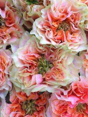 kopperfil_d_sammerhaus.jpg Копперфильд (Copperfield)