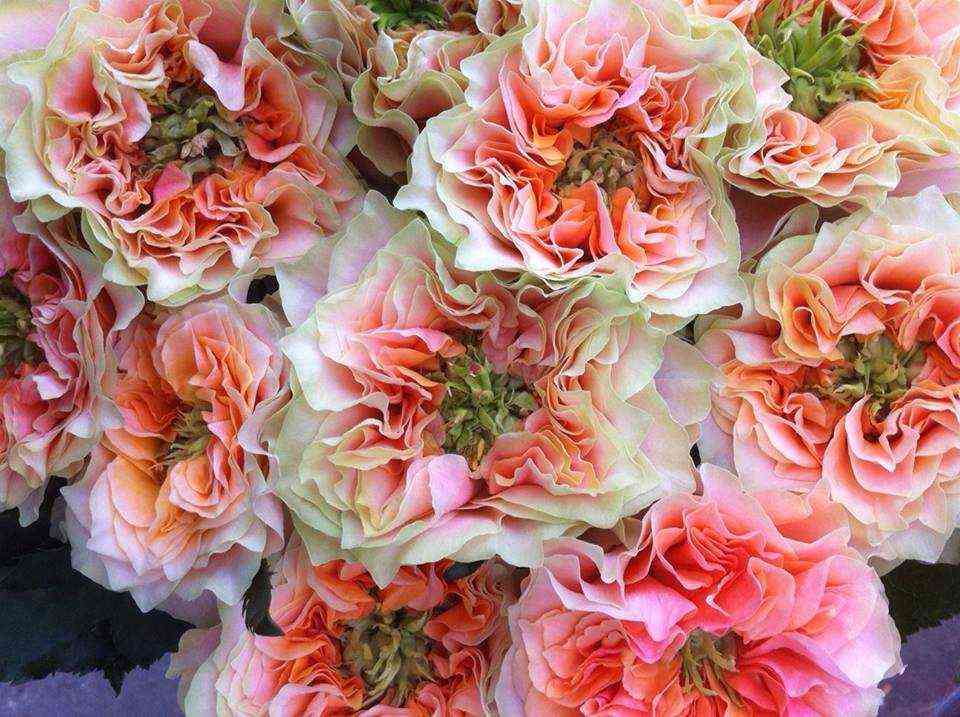 Копперфильд (Copperfield)