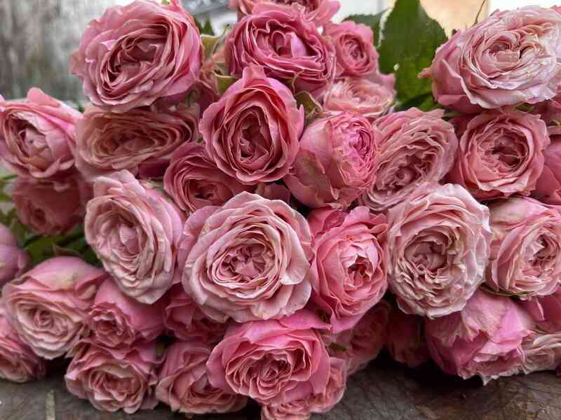 Корал Йо-Йо (Coral Yo-Yo)