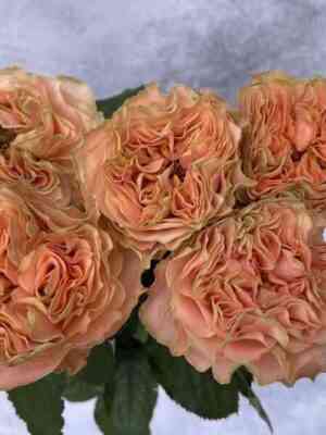 koral-living.jpg Корал Ливинг (Coral Living)