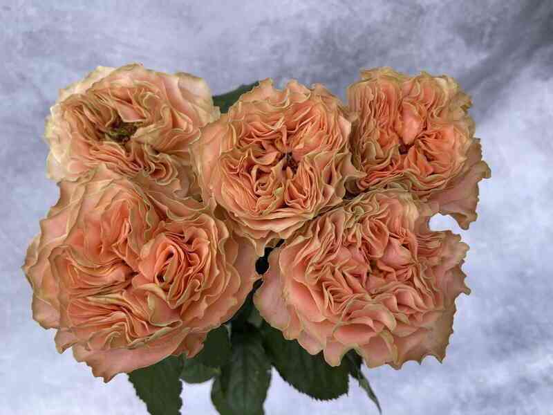 Корал Ливинг (Coral Living)