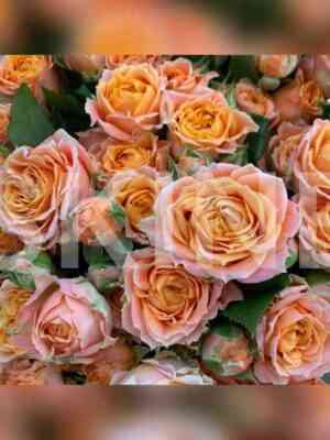 koral_babls.jpg Корал Баблс (Coral Bubbles)