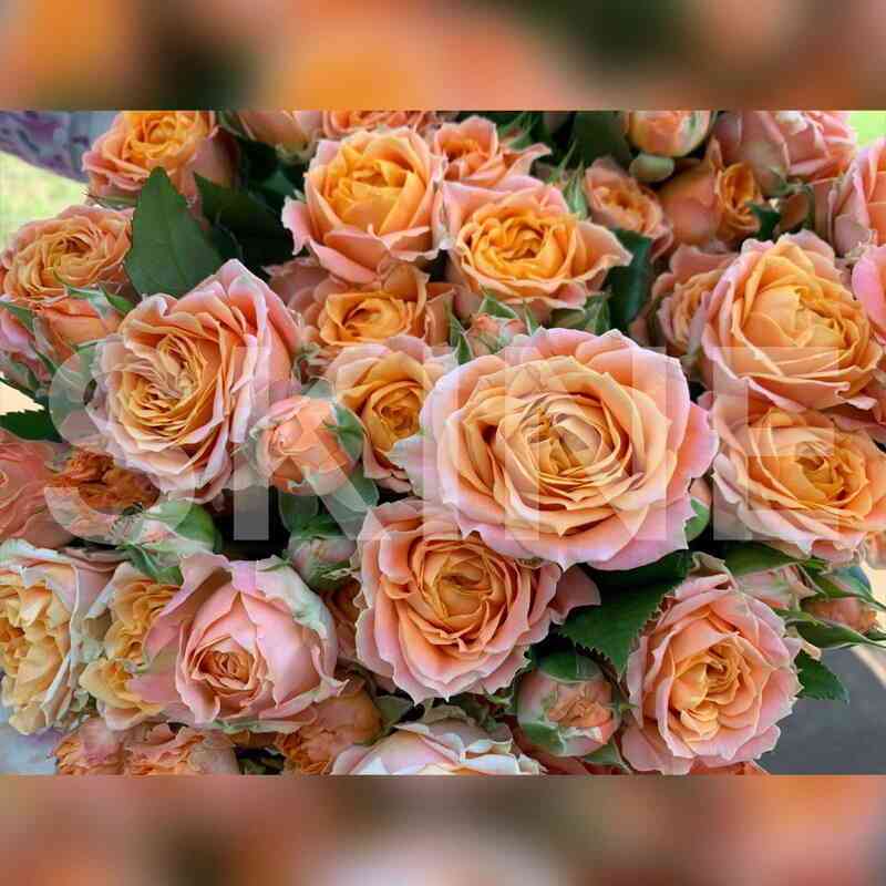 Корал Баблс (Coral Bubbles)