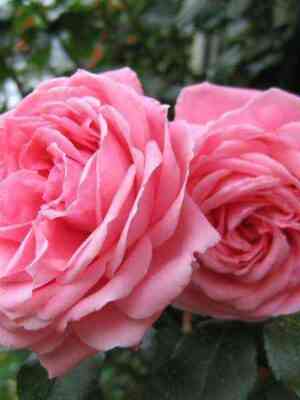 Корал Доун (Coral Dawn)