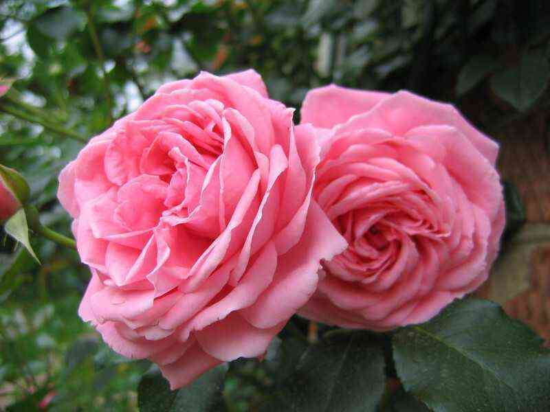 koral_doun.jpg Корал Доун (Coral Dawn)