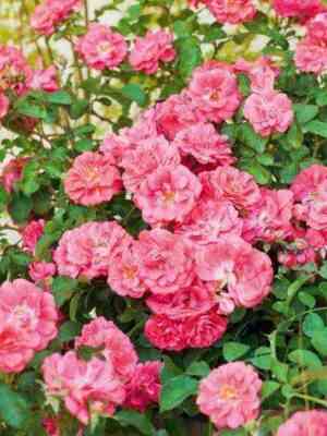 koral_drift.jpg Корал Дрифт (Coral Drift)