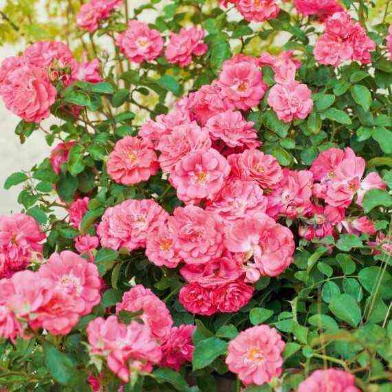 koral_drift.jpg Корал Дрифт (Coral Drift)