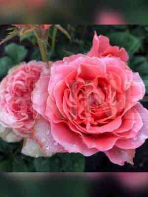 koral_ekspreshn.jpg Корал Экспрешн (Coral Expression)