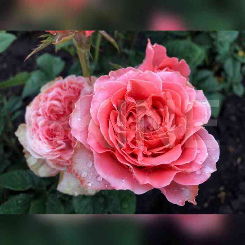 koral_ekspreshn.jpg Корал Экспрешн (Coral Expression)