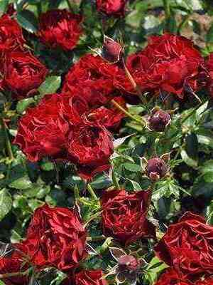 koral_piksi.jpg Корал Пикси (Coral Pixie)