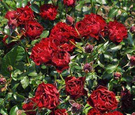 Корал Пикси (Coral Pixie)