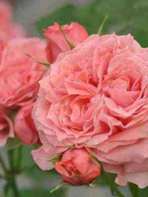 Корал Желе (Corail Gelee)