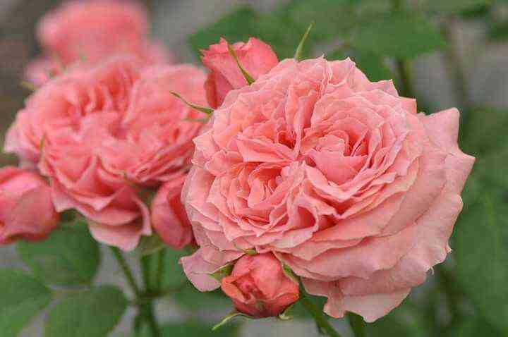 Корал Желе (Corail Gelee)