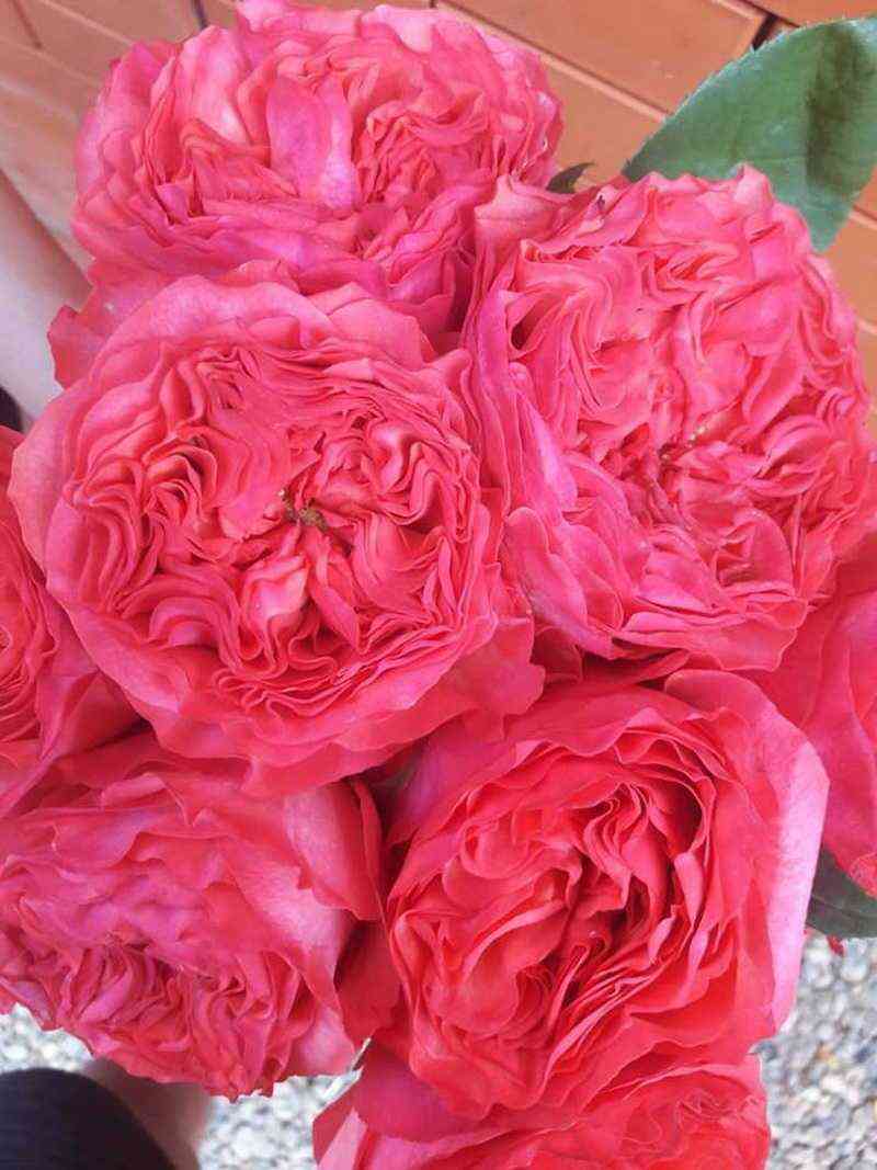 koralreeva_coralreeva_optimized.jpg Корал Реева (Coral Reeva)