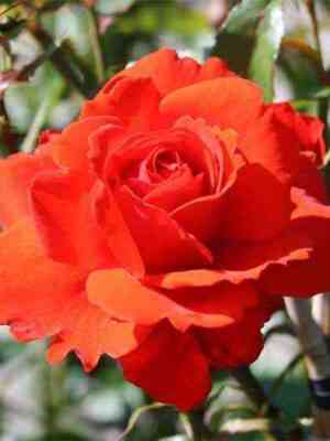 kordesbrilliant_kordesbrillant_optimized.jpg Кордес Бриллиант (Kordes Brillant)