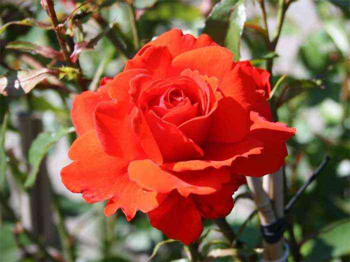 Кордес Бриллиант (Kordes Brillant)