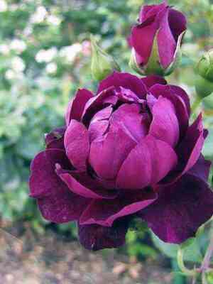 kordinal_h_yum.jpg Кардинал Хьюм (Cardinal Hume)