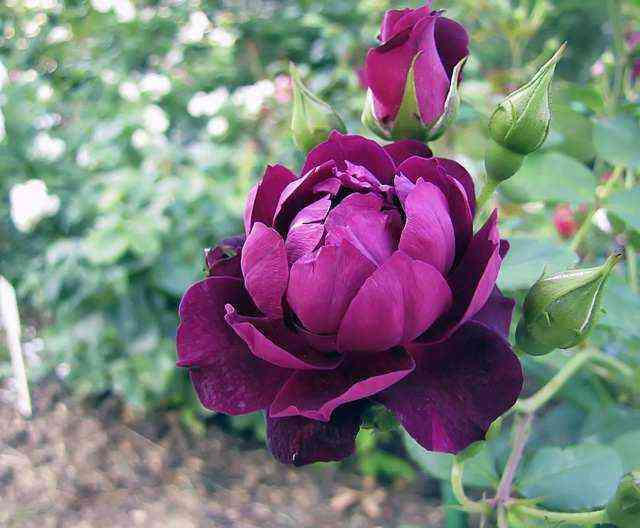 Кардинал Хьюм (Cardinal Hume)