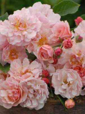 korneliya_cornelia_optimized.jpg Корнелия (Cornelia)