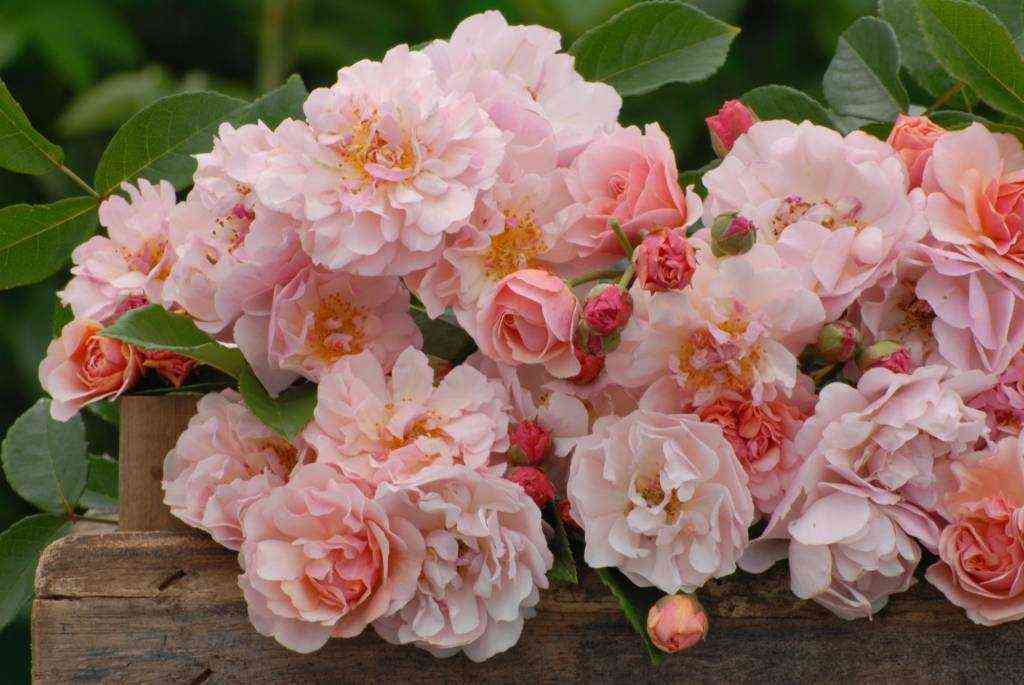 Корнелия (Cornelia)