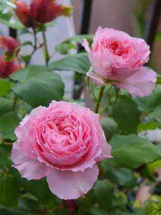 Корона (Corona)