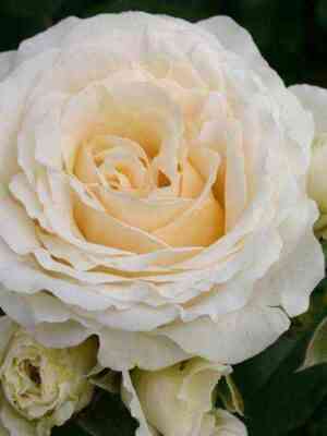 Космос (Kosmos)