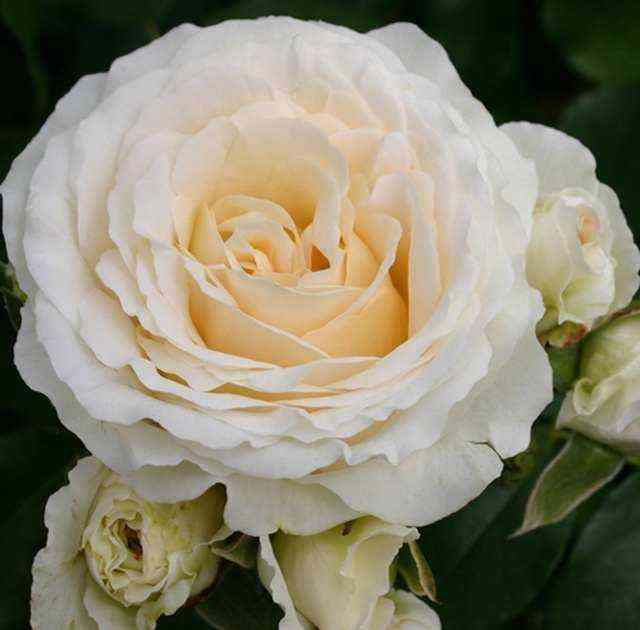 Космос (Kosmos)