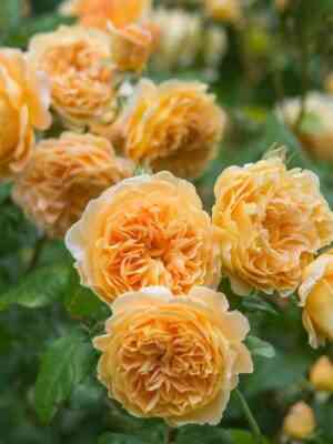 Краун Принцесс Маргарет (Crown Princess Margareta)