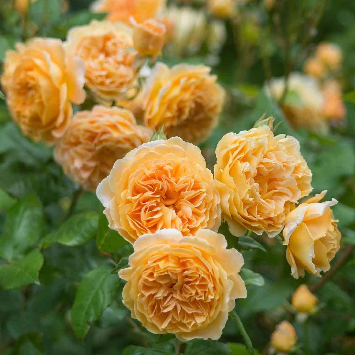 Краун Принцесс Маргарет (Crown Princess Margareta)