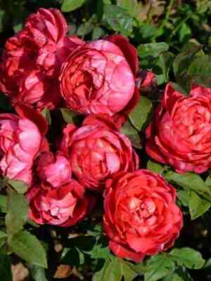 kredit_matyuel.jpg Кредит Матюэль (Credit Mutuel)