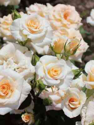 krem-graciya_optimized.jpg Крем Грация (Cream Gracia)