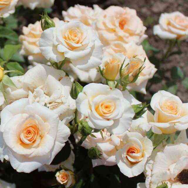 krem-graciya_optimized.jpg Крем Грация (Cream Gracia)