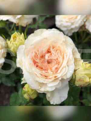 krem_fragrans.jpg Крем Фрагранс (Cream Fragrance)