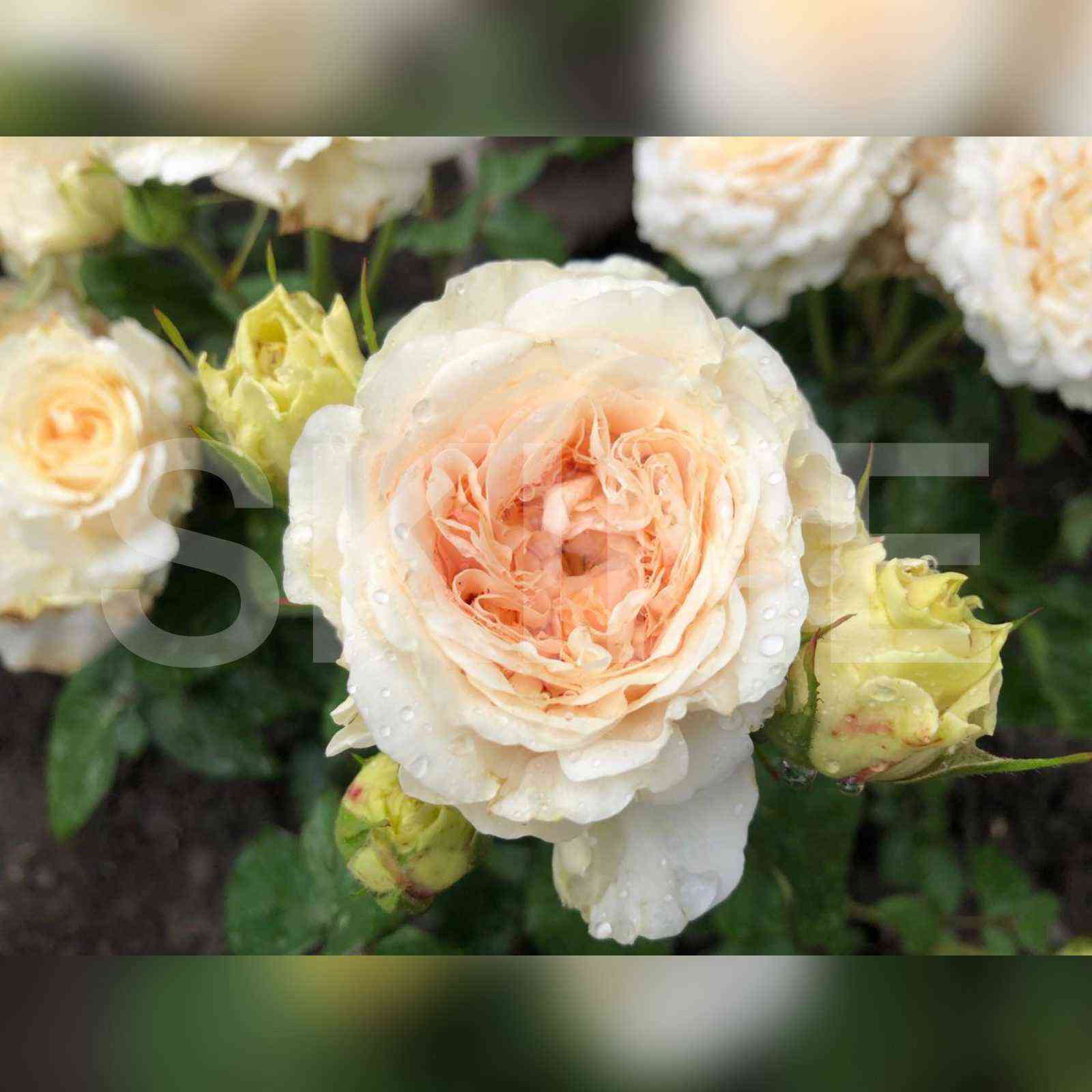 Крем Фрагранс (Cream Fragrance)