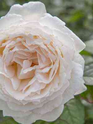 krem_iv_p_yazhe.jpg Крем Ив Пьяже (Cream Yves Piaget)