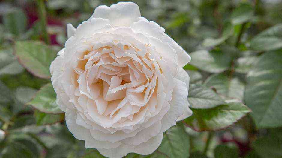 Крем Ив Пьяже (Cream Yves Piaget)