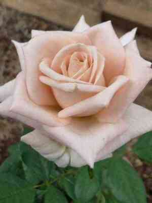 Крем Карамель (Creme Caramel)