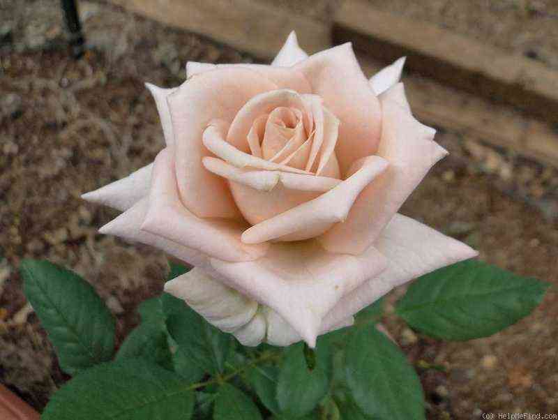 kremkaramel_cremecaramel_optimized.jpg Крем Карамель (Creme Caramel)