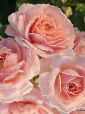 Кремоза (Cremosa)