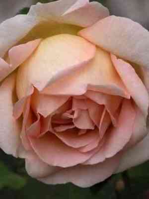 kressida.jpg Крессида (Cressida)