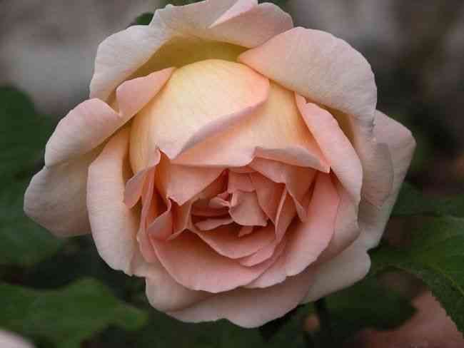 Крессида (Cressida)