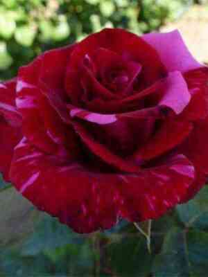 Крейзи Ван (Crazy One)