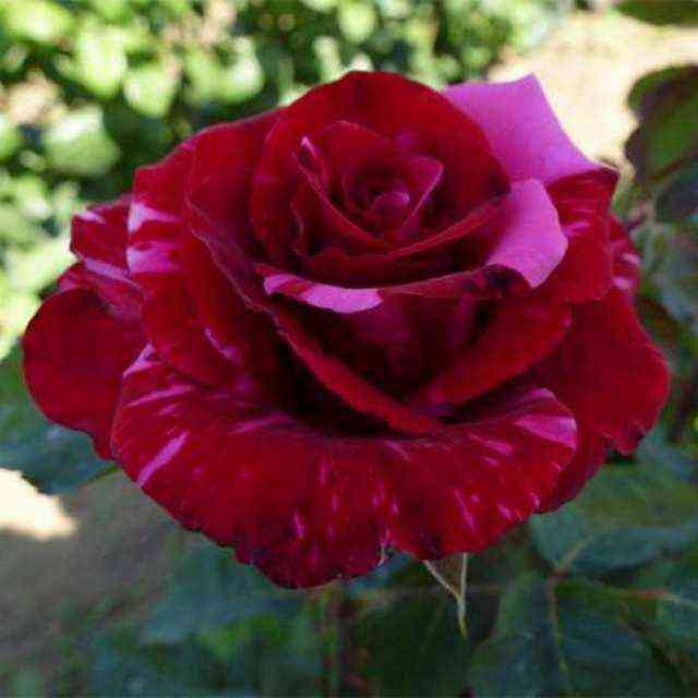 Крейзи Ван (Crazy One)